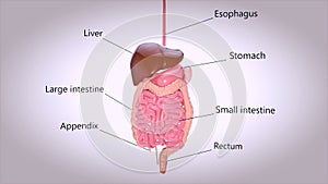 3D concept design of a digestive system
