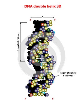 3D DNA structure double helix on white background. Nucleotide, Phosphate, Sugar, and bases. education info graphic. Adenine photo