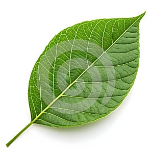 3D green leaf isolated photo