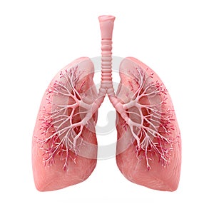 3D Human Lungs on a Transparent Background