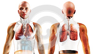 3d Human Respiratory System photo