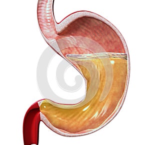 3d human stomach photo