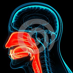 Human Internal Organs Respiratory System Larynx and Pharynx Anatomy photo
