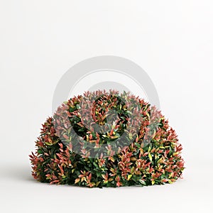 3d illustration of acmena smithii allyn magic isolated on white background photo