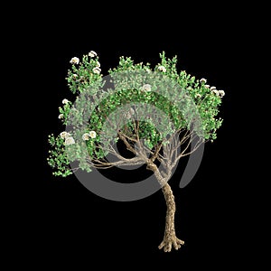 3d illustration of Angophora dispida tree isolated on black background