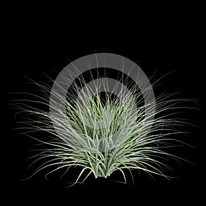 3d illustration of Astelia banksii bush isolated on black background photo