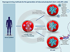 Methods for generation of induced pluripotent stem cells photo