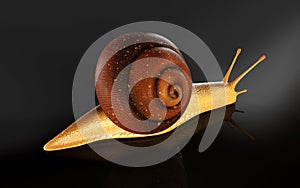 Burgundy Snail Isolate ondark Background with Clipping Path. photo