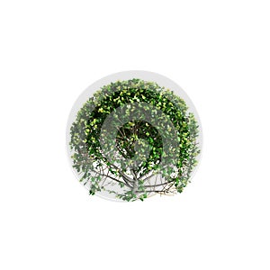 3d illustration of Buxus sempervirens bush isolated on white background