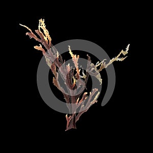 3d illustration of carrageen seaweed isolated on black background