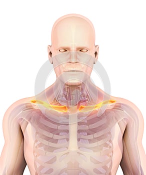 3D illustration of Clavicle, medical concept.