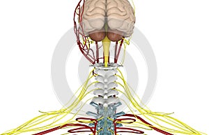 3D illustration of Clavicle, medical concept