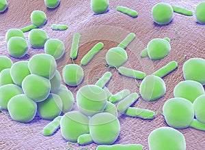 3D illustration of coccii Bacteria and vibrios bacteria photo