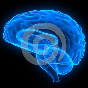 Brain a Part of Human Central Nervous System Anatomy 3d rendering