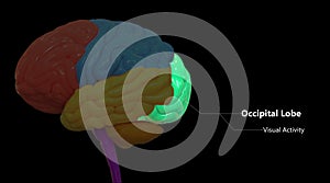 Central Organ of Human Nervous System Brain Lobes Occipital Lobe Anatomy