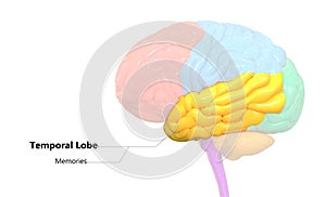 Central Organ of Human Nervous System Brain Lobes Temporal Lobe Anatomy photo