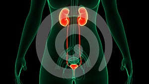 Female Urinary System Kidneys with Badder Anatomy