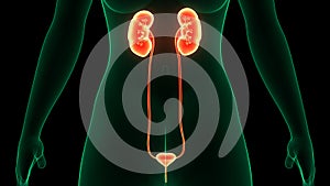 Female Urinary System Kidneys with Badder Anatomy