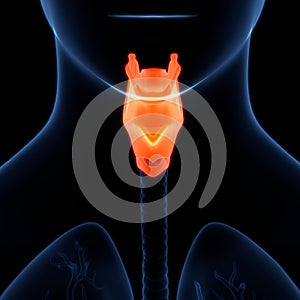 Human Internal Organs Respiratory System Larynx and Pharynx Anatomy photo