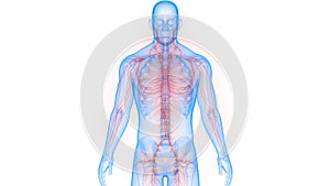Human Internal system Lymph Nodes Anatomy