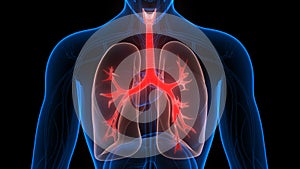 Human Respiratory System Lungs Anatomy