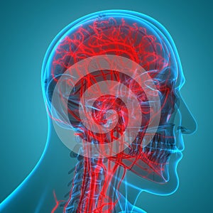 Human Skeleton System Bone Joints with Circulatory System Anatomy