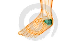 Human Skeleton System Calcaneus Bone Joints Anatomy photo