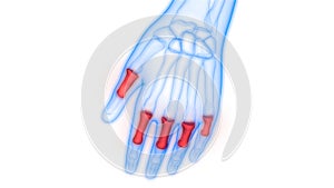 Human Skeleton System Distal Phalanges Joints Anatomy