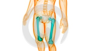 Human Skeleton System Femur Bone Joints Anatomy