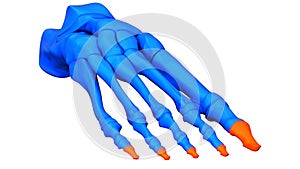 Human Skeleton System Foot Bone Joints Distal Phalanges Anatomy photo