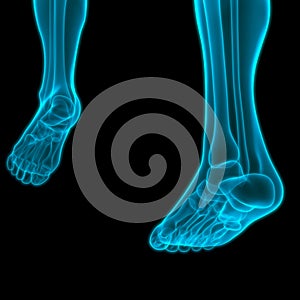 Human Skeleton System Leg Bone Joints Anatomy