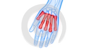 Human Skeleton System Metacarpal Bone Joints Anatomy