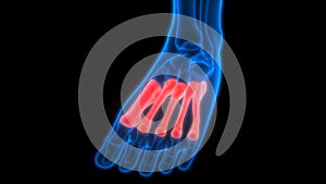 Human Skeleton System Metatarsals Bones Anatomy