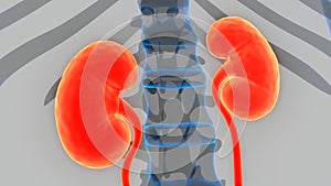 Human Urinary System Kidneys with Badder Anatomy