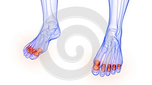 Phalanges Bone Joints of Human Skeleton System Anatomy X-ray 3D rendering