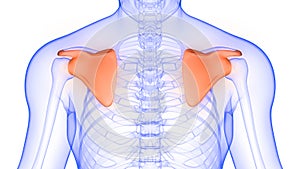 Scapula Bone Joints of Human Skeleton System Anatomy 3d rendering