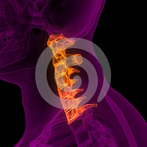 Vertebral Column Cervical Vertebrae of Human Skeleton System Anatomy X-ray 3D rendering