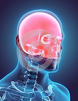3D illustration of Cranium, medical concept. photo