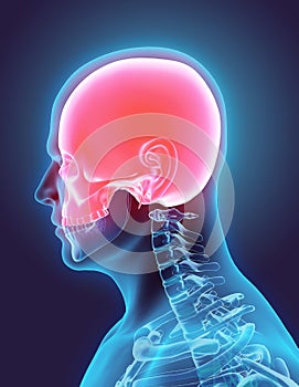 3D illustration of Cranium, medical concept. photo
