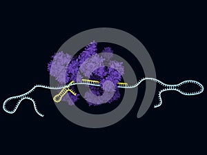 CRISPR-Cas13a photo