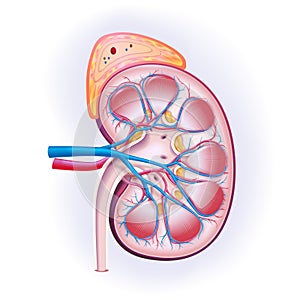 3D illustration, cross-section of human kidney and adrenal glands used in medicine.
