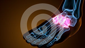 3d illustration of cuneiform bones anatomy with circulatory system