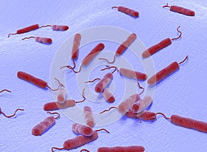 3D illustration of E coli Bacteria. vibrios type category. photo