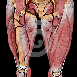 3d illustration of the femoral artery between muscles photo