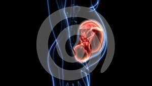 Fetus Baby in Womb Anatomy photo