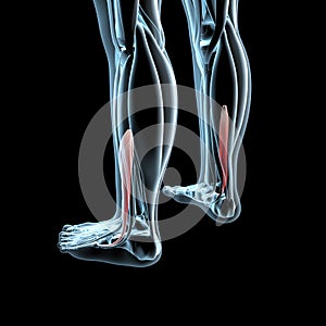 3d illustration of the fibularis brevis on xray musculature