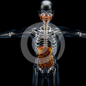 3d illustration of frontal digestive system, x ray