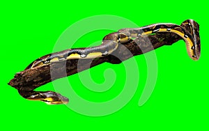 A Pose of Malayopython reticulatus snake, python species with clipping path