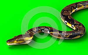 A Pose of Malayopython reticulatus snake, python species with clipping path