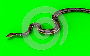 A Pose of Malayopython reticulatus snake, python species with clipping path